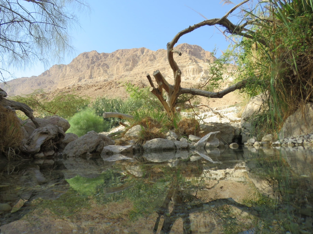عين جدي، تصوير: متان بوغومولسكي