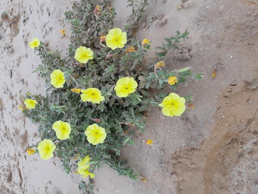 زهرة الربيع المسائية، تصوير: أوري أوبراخ، سُلطة الطبيعة